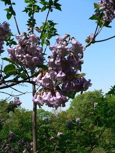 {Paulownia tomentosa}